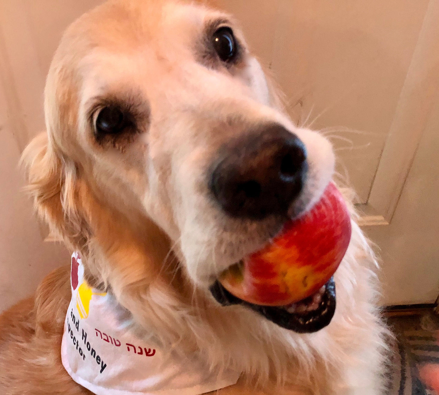 Rosh Hashanah Dog Bandana Jewish New Year Apples and honey dog inspector